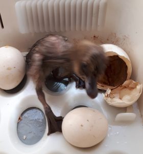 Quite literally minutes old duckling. Just popped out of the egg